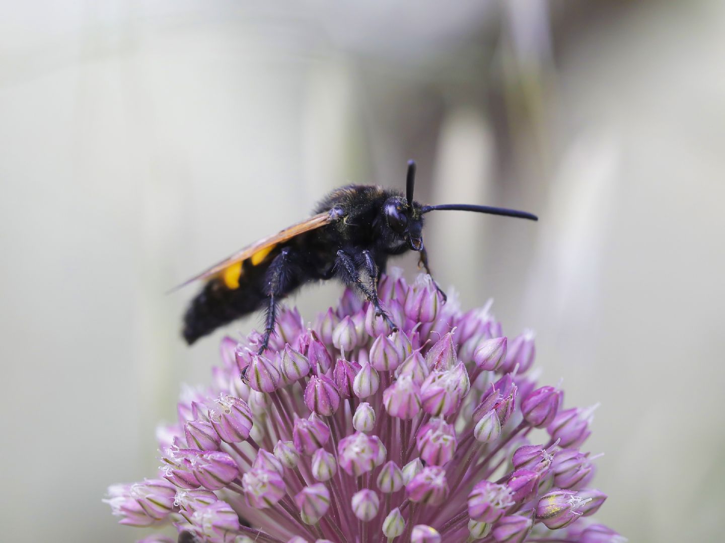 Scoliidae - maschio di Megascolia maculata flavifrons